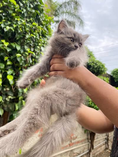 Persian cat rare colour grey