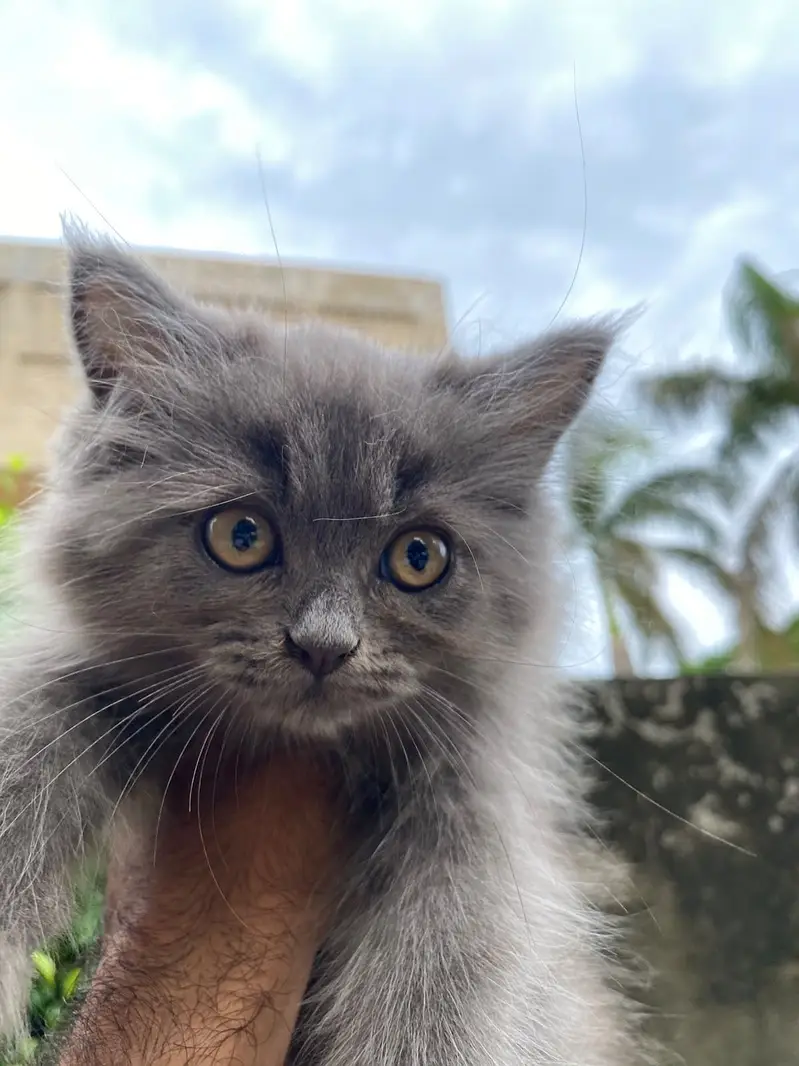 Persian cat rare colour grey — photo 2