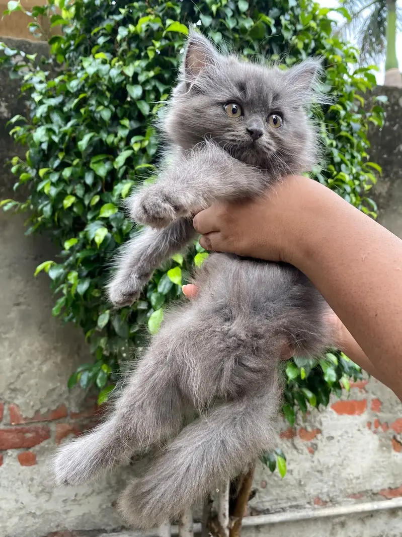 Persian cat rare colour grey — photo 4