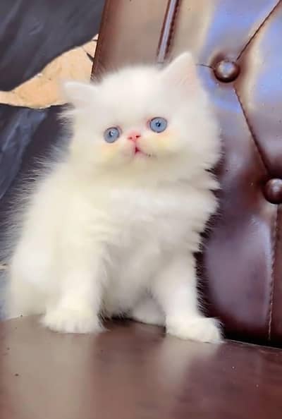 Persian cat  triple coat Punch face vaccinated letter train
