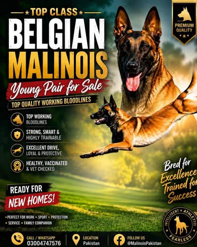 Belgium malinois young breeder pair available for sale