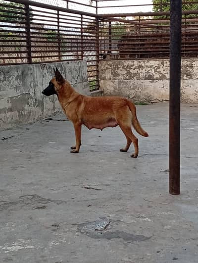Belgium malinois young breeder pair available for sale