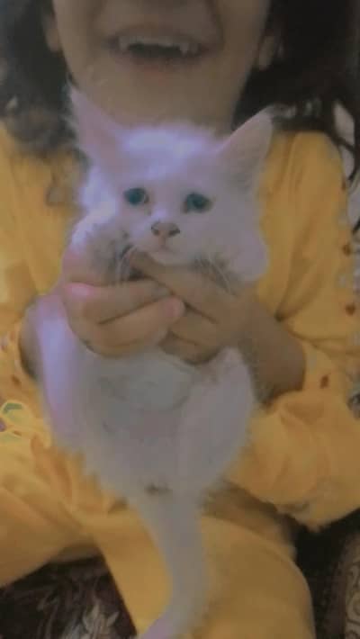 cute kiten
