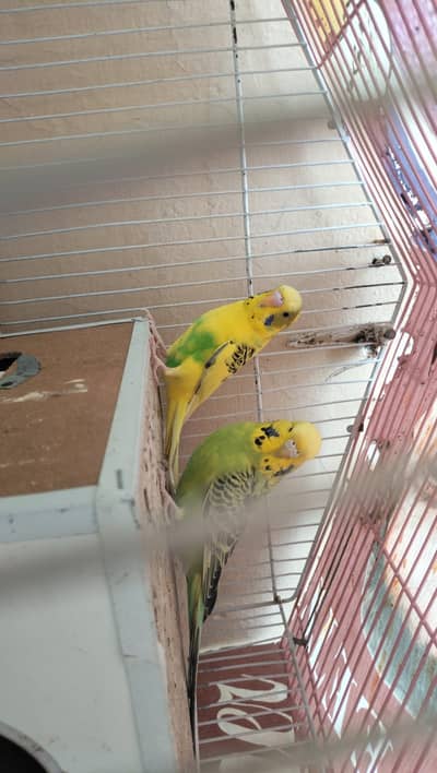 Australian Budgies
