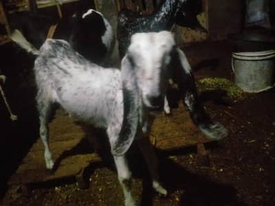 goats pair for sale urgent 03141729183