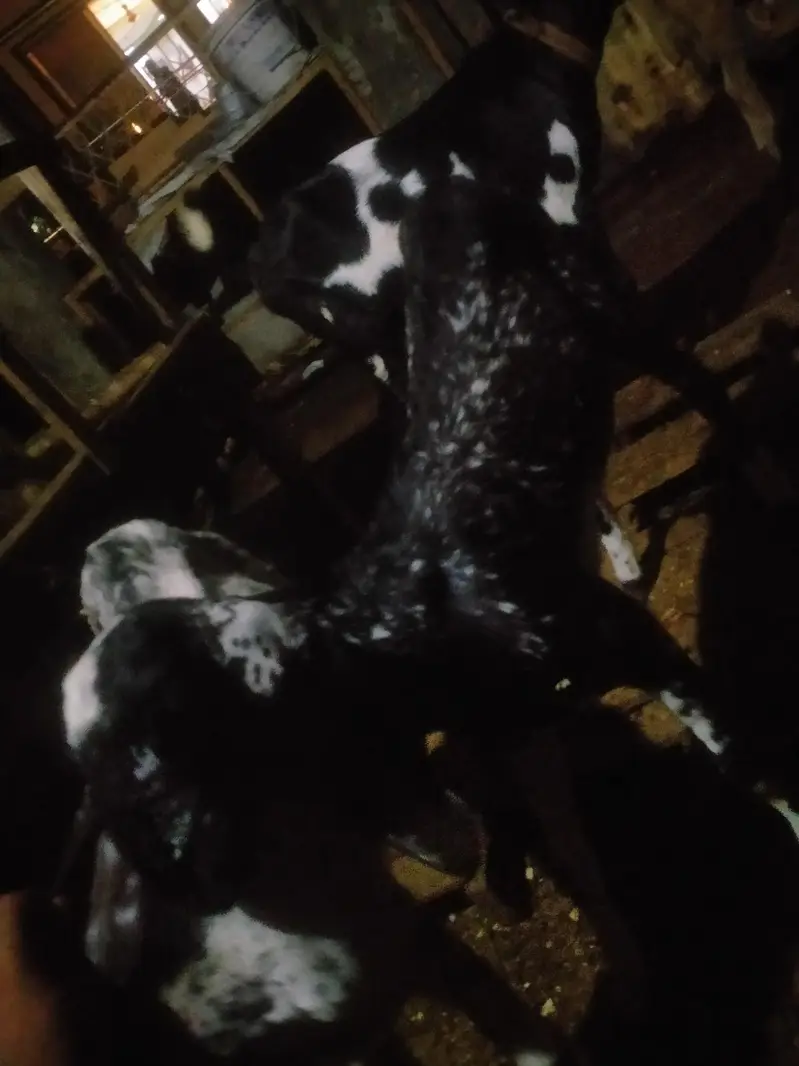 goats pair for sale urgent 03141729183 — photo 2