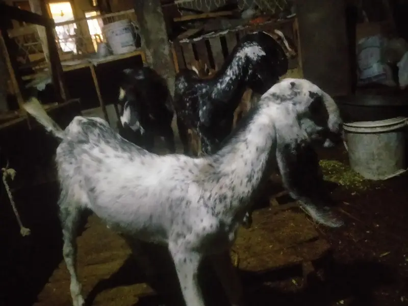 goats pair for sale urgent 03141729183 — photo 3