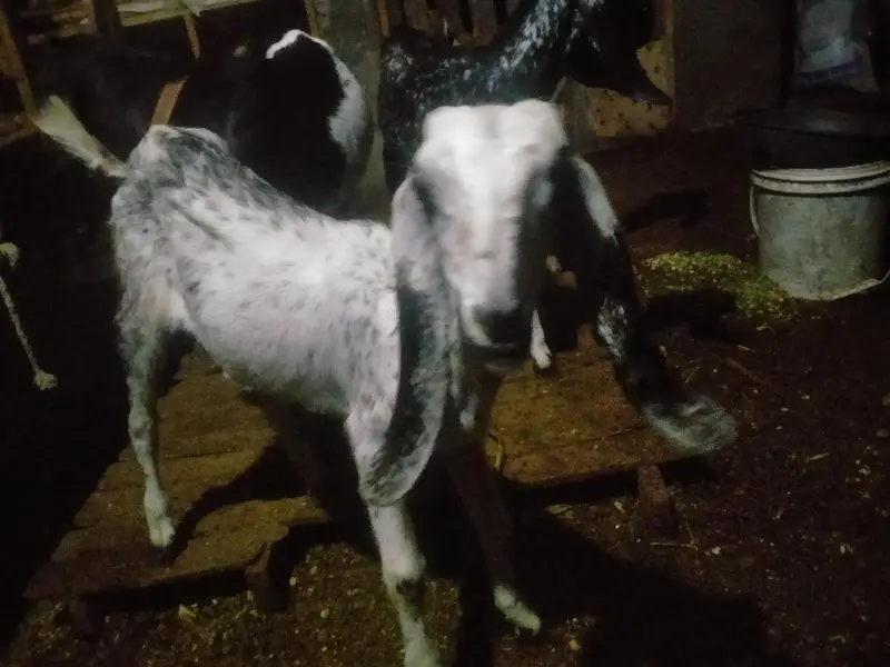 goats pair for sale urgent 03141729183 — photo 7