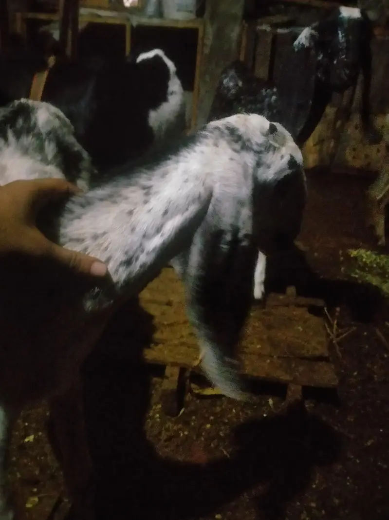 goats pair for sale urgent 03141729183 — photo 8