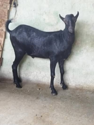 Beautiful Tada Male