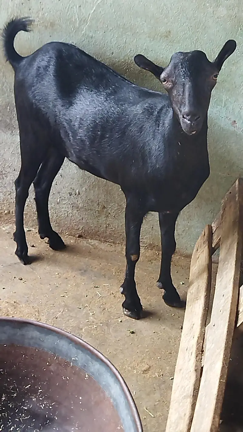 Beautiful Tada Male — photo 2