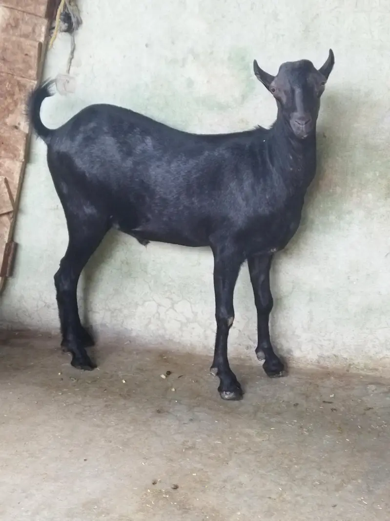 Beautiful Tada Male — photo 3