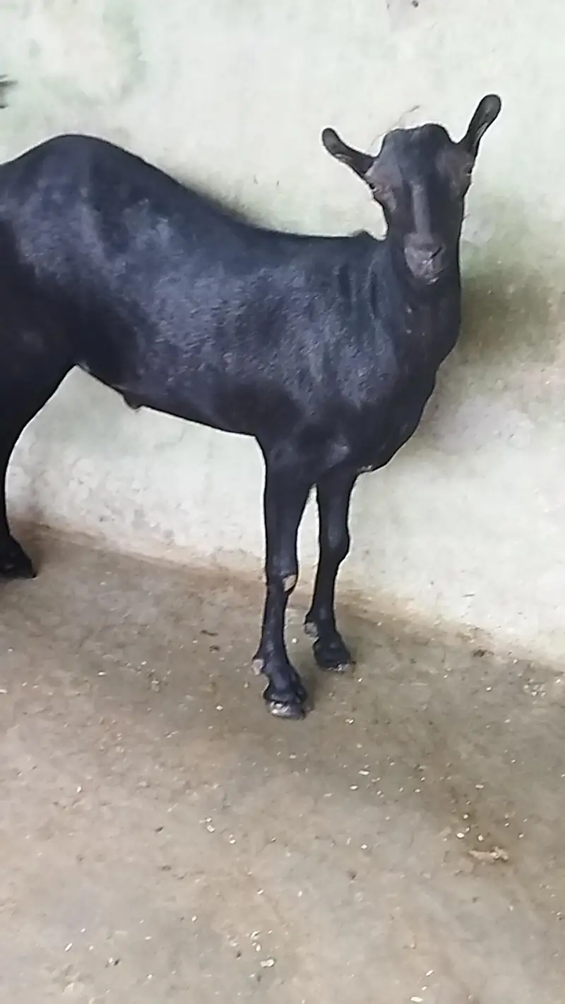 Beautiful Tada Male — photo 4