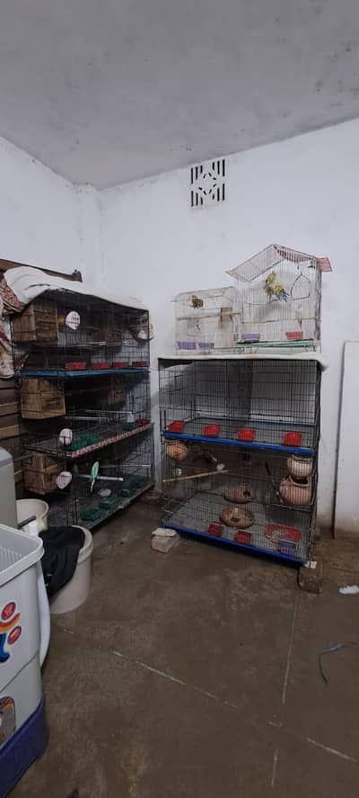 birds cages