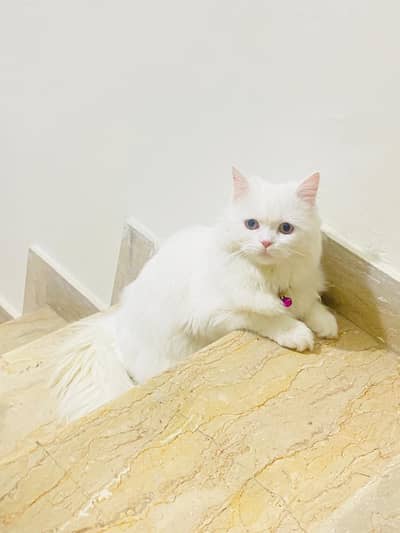 5 cats for sale 30K