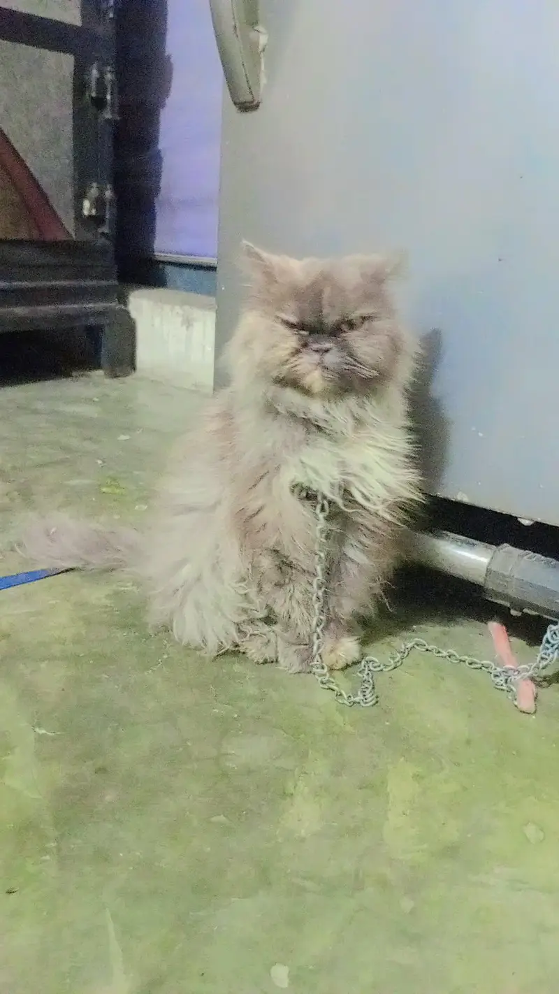 5 cats for sale 30K — photo 2