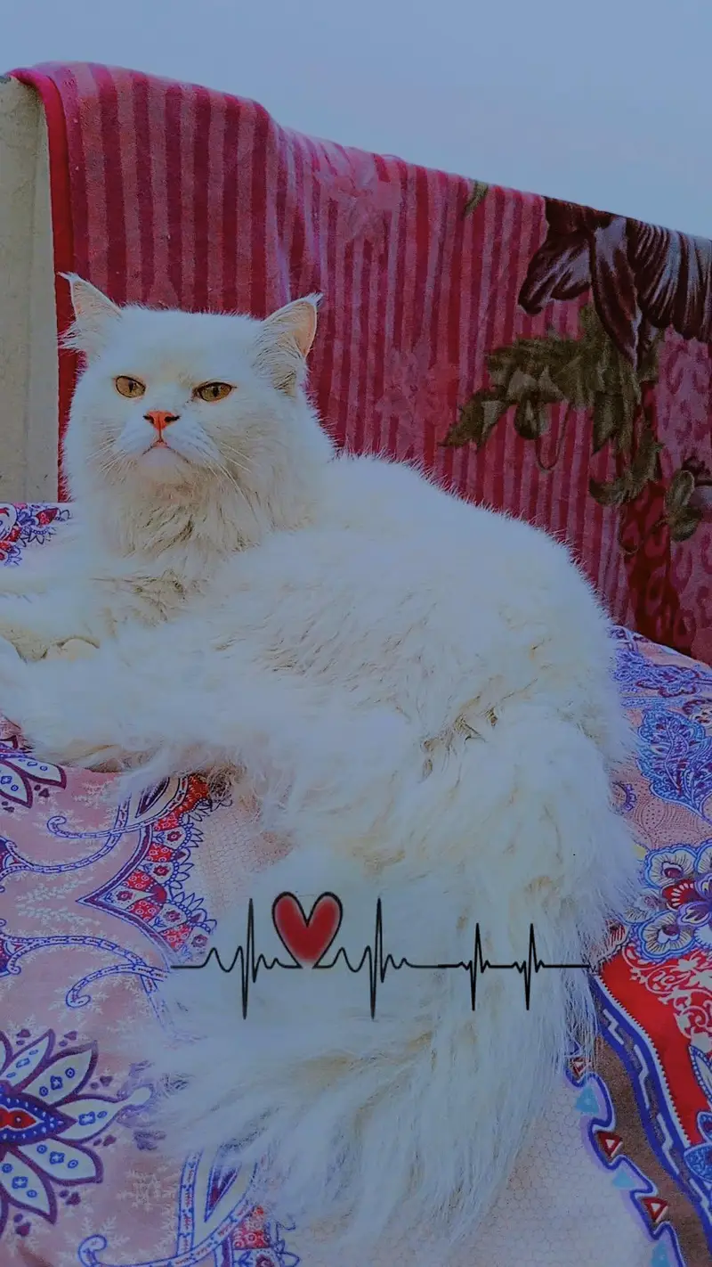5 cats for sale 30K — photo 3