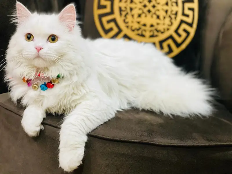 5 cats for sale 30K — photo 5