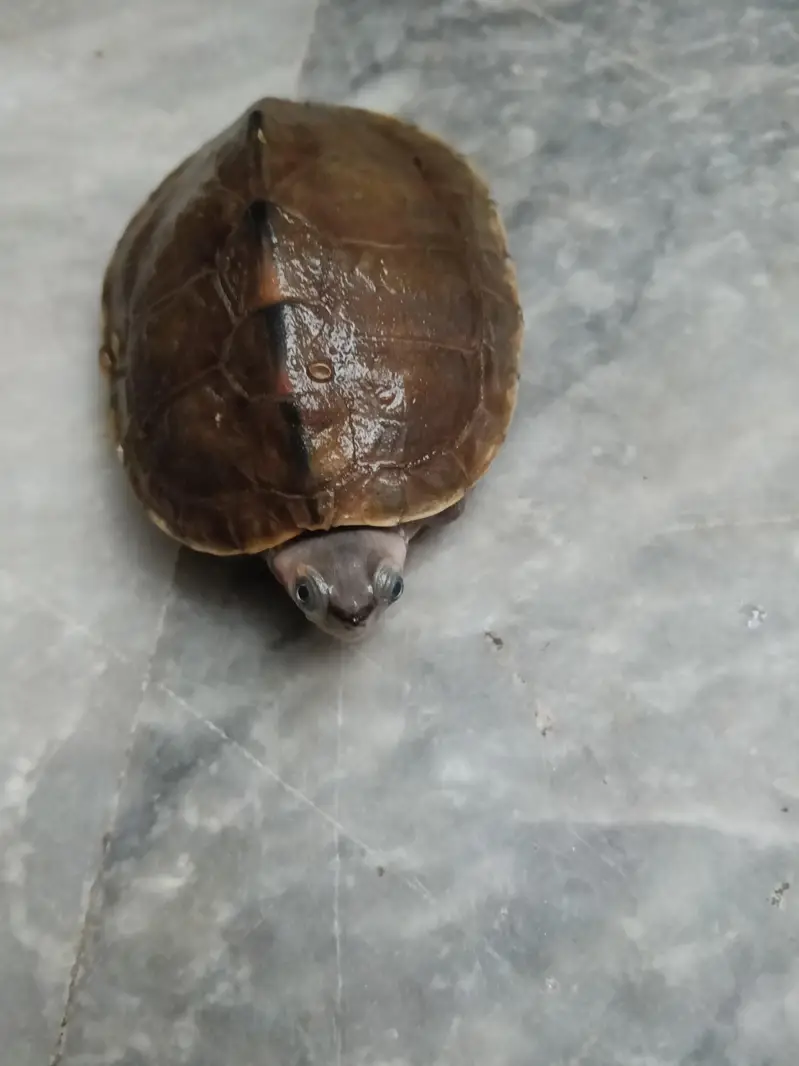 White Rabbit Female Red eye For sale — photo 2