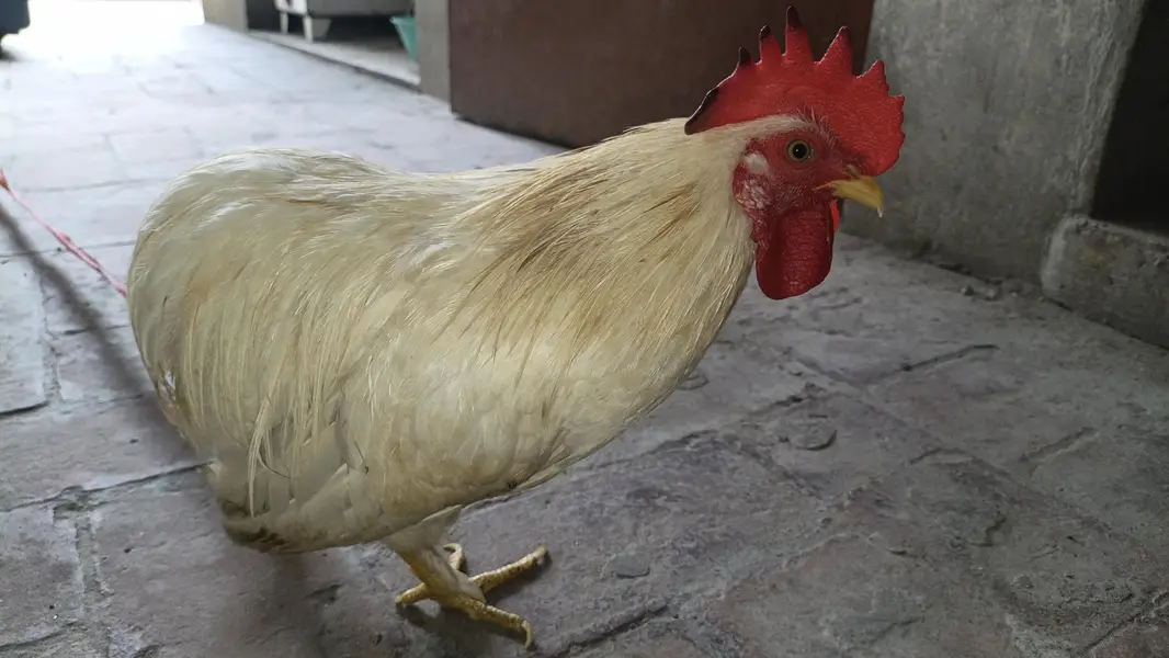 Bantam Male / Exchange possible — photo 2