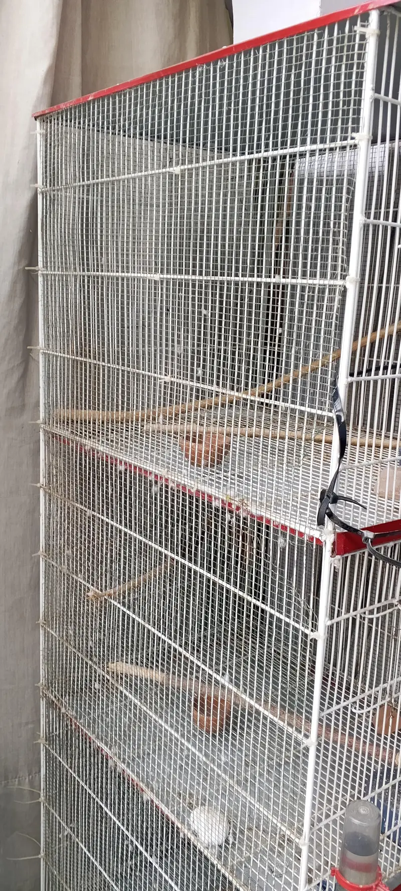 Birds cage 4 portion — photo 4