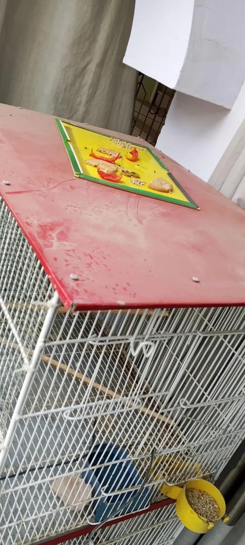 Birds cage 4 portion — photo 5