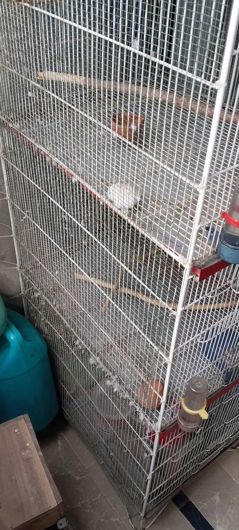 Birds cage 4 portion — photo 6