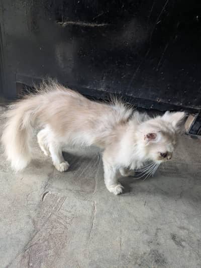 Persian male cat