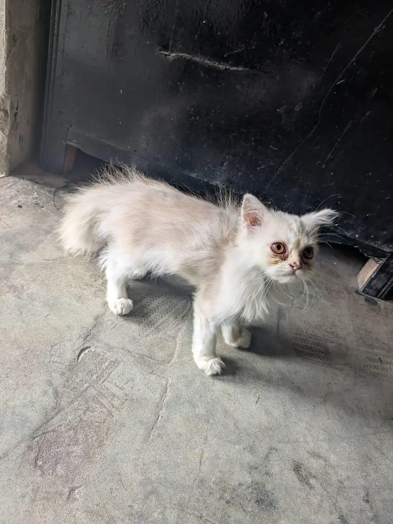 Persian male cat — photo 2