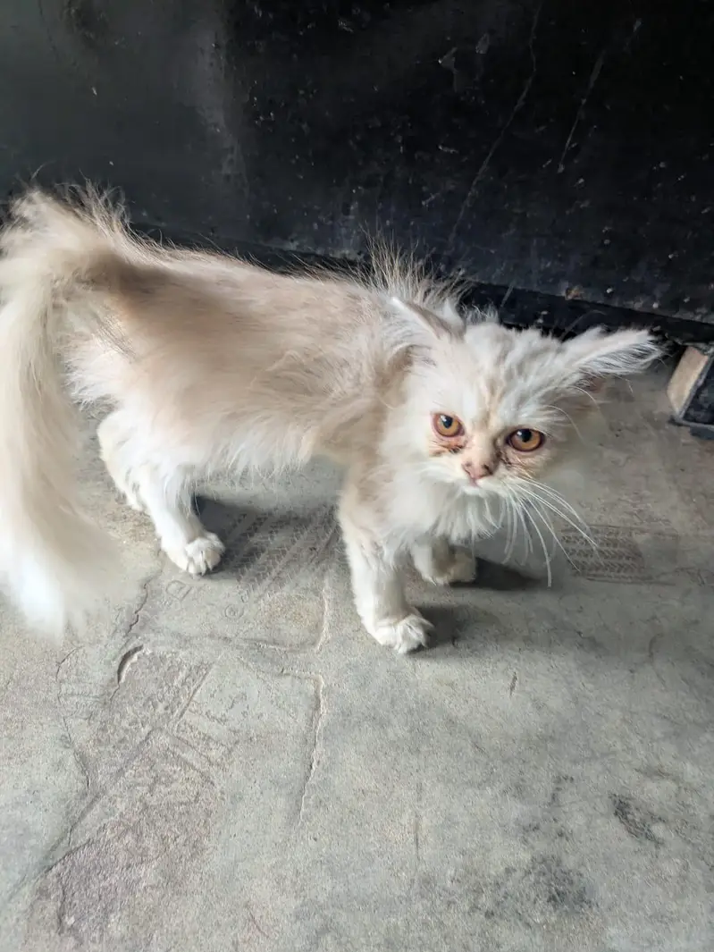Persian male cat — photo 3