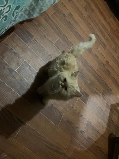 persion Expunch female cat for sale on heat
