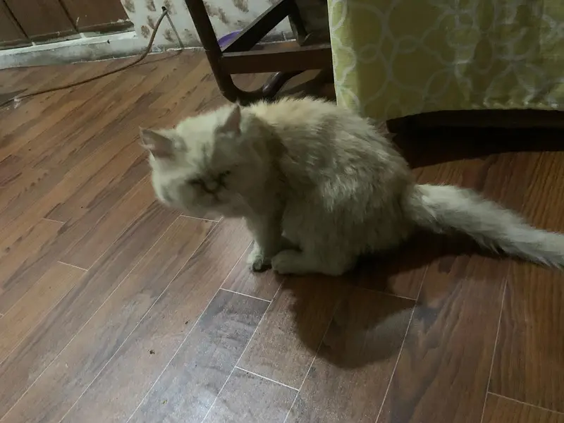 persion Expunch female cat for sale on heat — photo 2