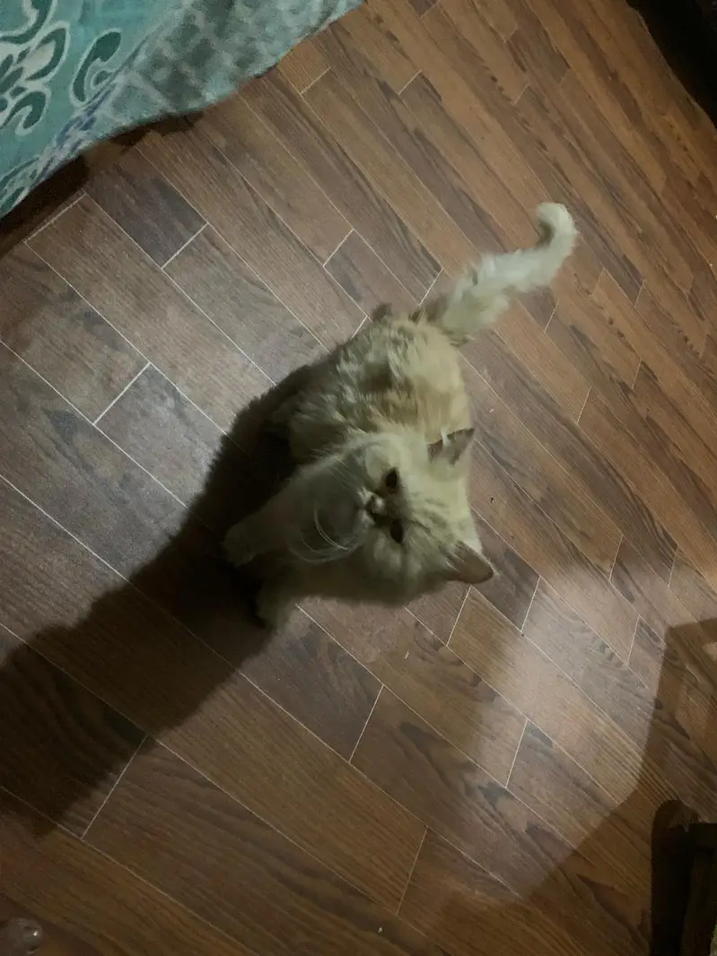 persion Expunch female cat for sale on heat — photo 3