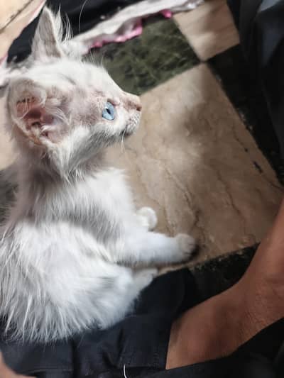 persion cat blue eyes