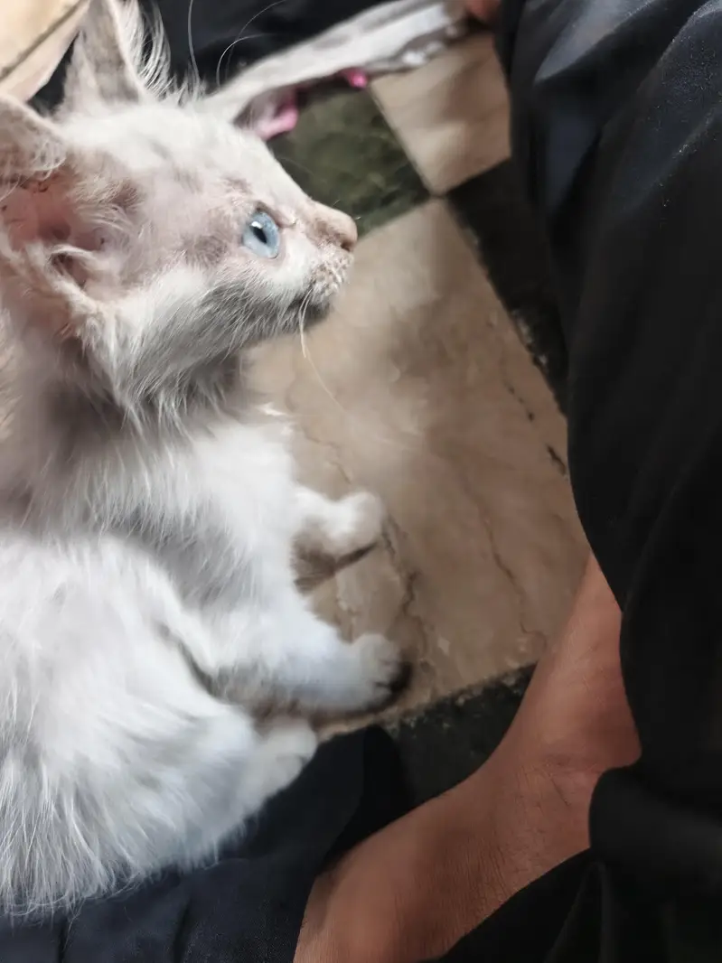 persion cat blue eyes — photo 2