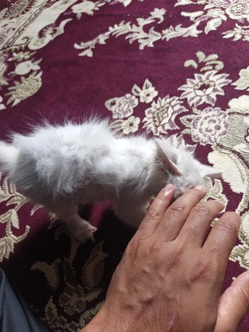 persion cat blue eyes — photo 3