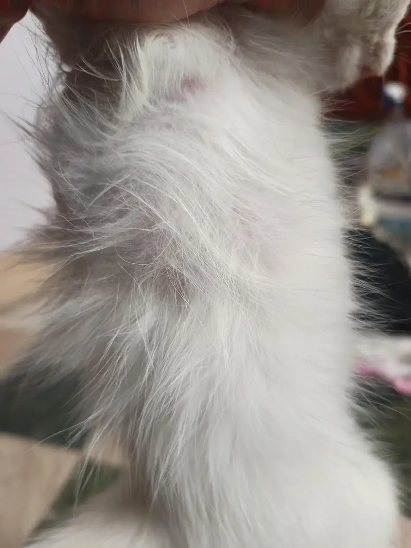 persion cat blue eyes — photo 4