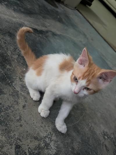 Cute Orange & White Domestic Short Hair Kitten for Sale