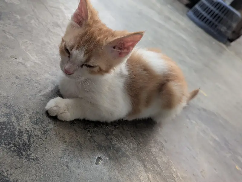 Cute Orange & White Domestic Short Hair Kitten for Sale — photo 2