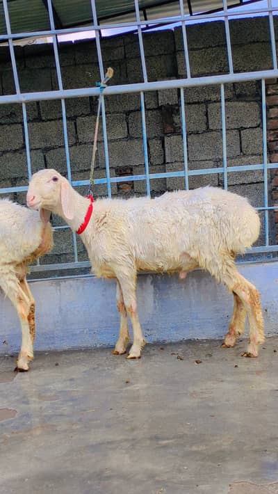 Dumba for sale, Sheep for Sale, 2 dumbay for sale, lamb, sheep