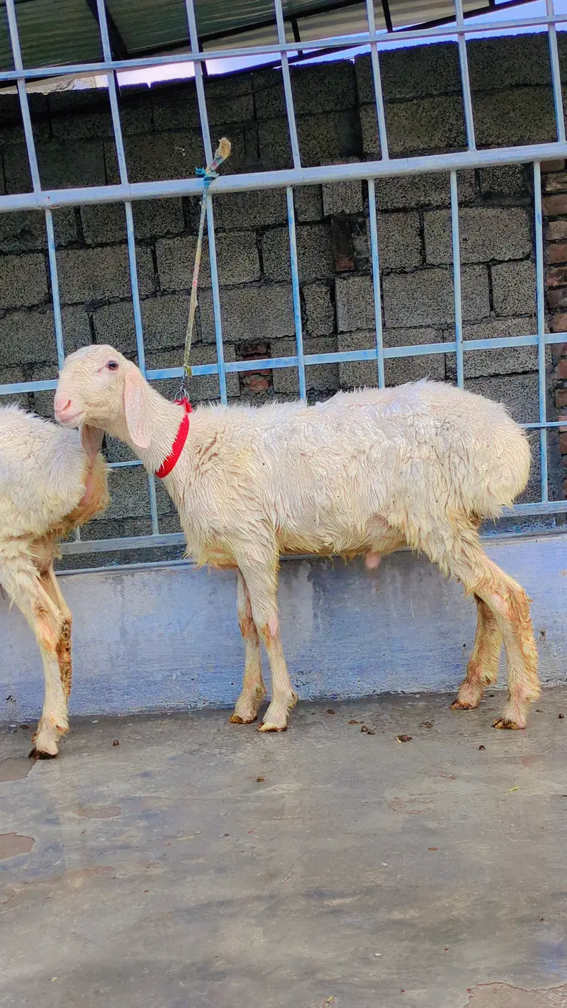 Dumba for sale, Sheep for Sale, 2 dumbay for sale, lamb, sheep
