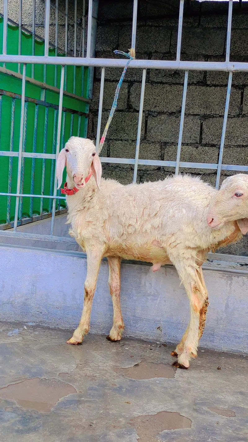 Dumba for sale, Sheep for Sale, 2 dumbay for sale, lamb, sheep — photo 2