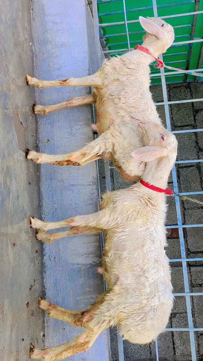 Dumba for sale, Sheep for Sale, 2 dumbay for sale, lamb, sheep — photo 3