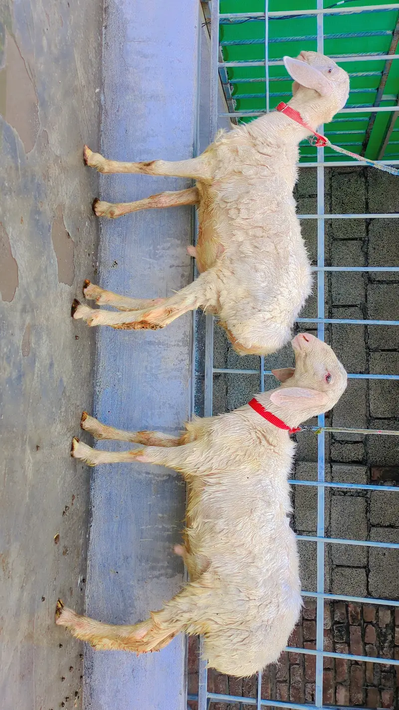 Dumba for sale, Sheep for Sale, 2 dumbay for sale, lamb, sheep — photo 4