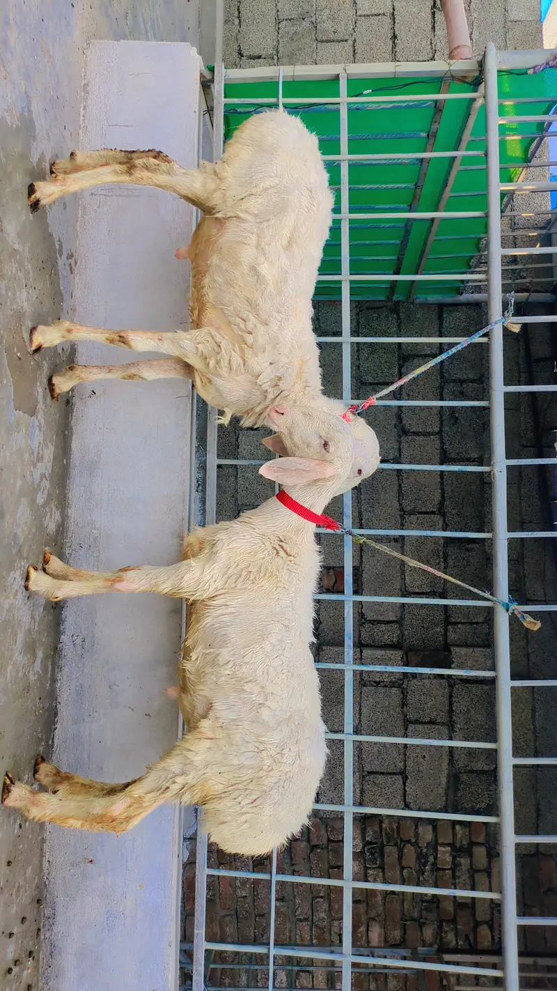 Dumba for sale, Sheep for Sale, 2 dumbay for sale, lamb, sheep — photo 5