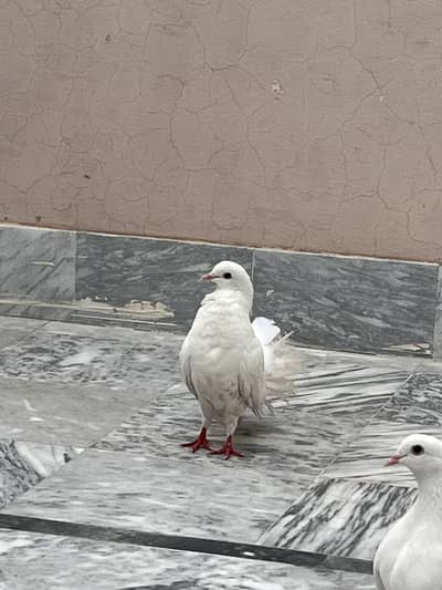 Pigeon