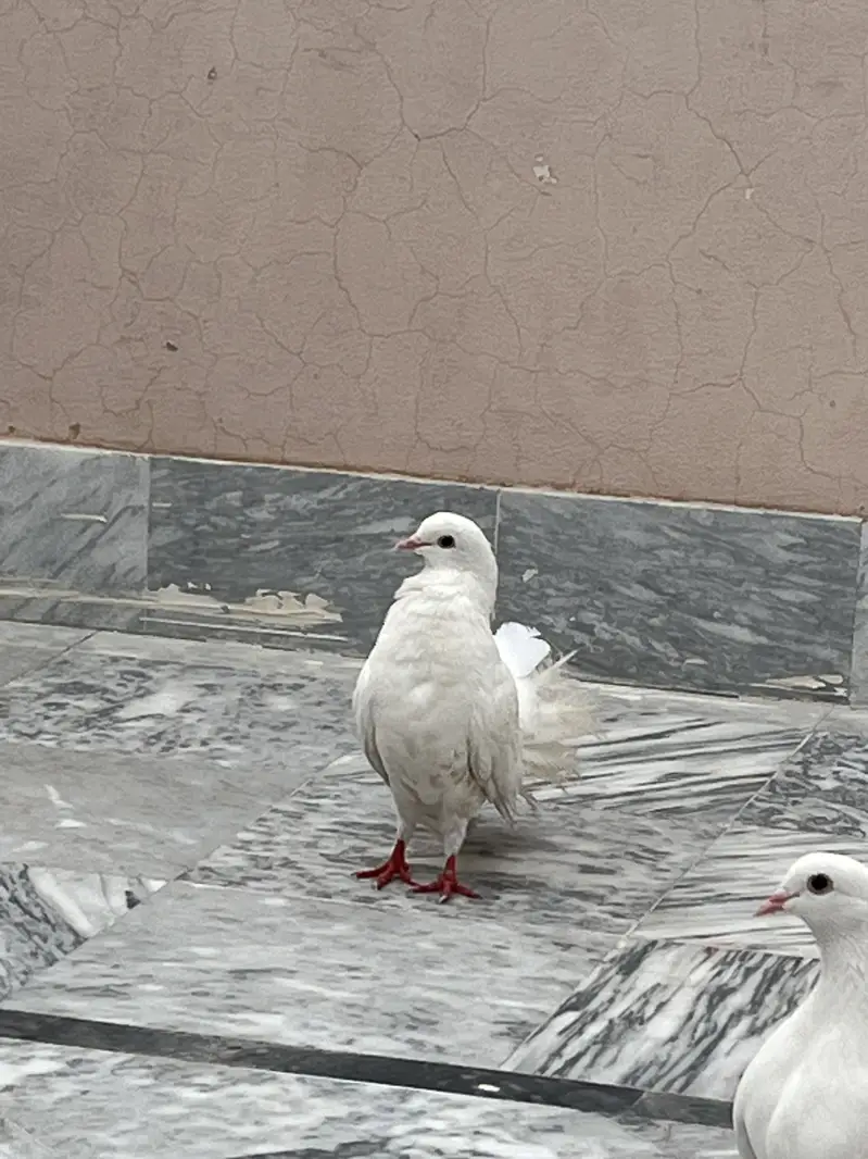 Pigeon