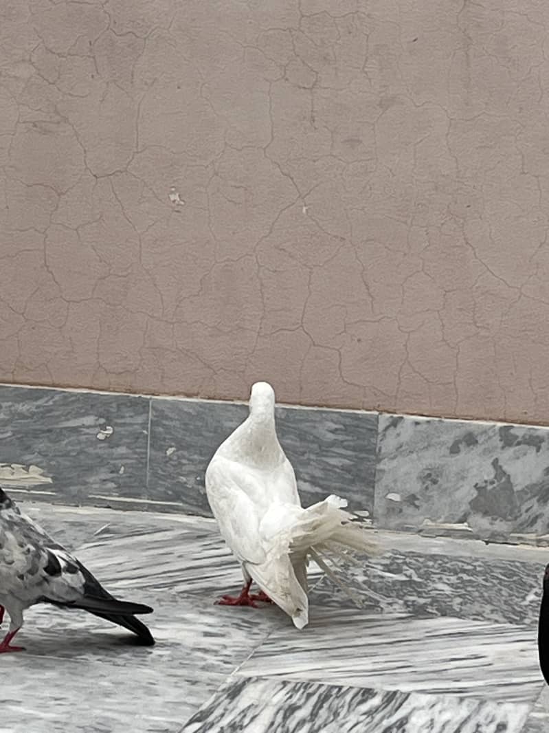 Pigeon 1
