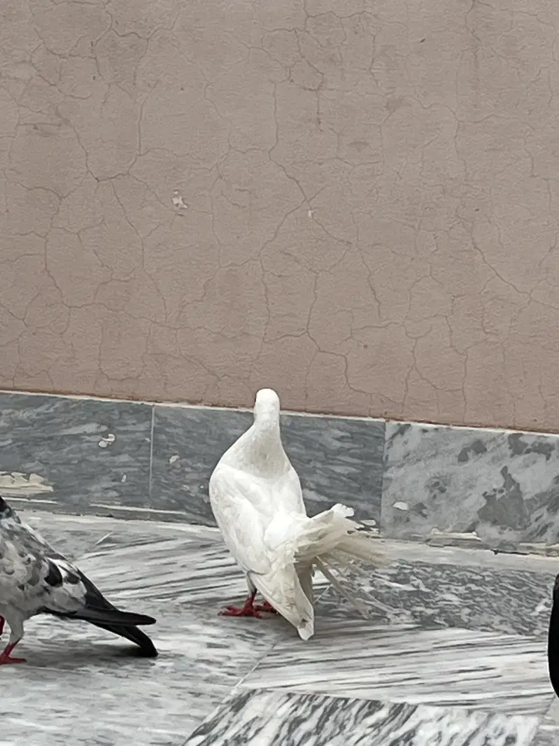 Pigeon — photo 2