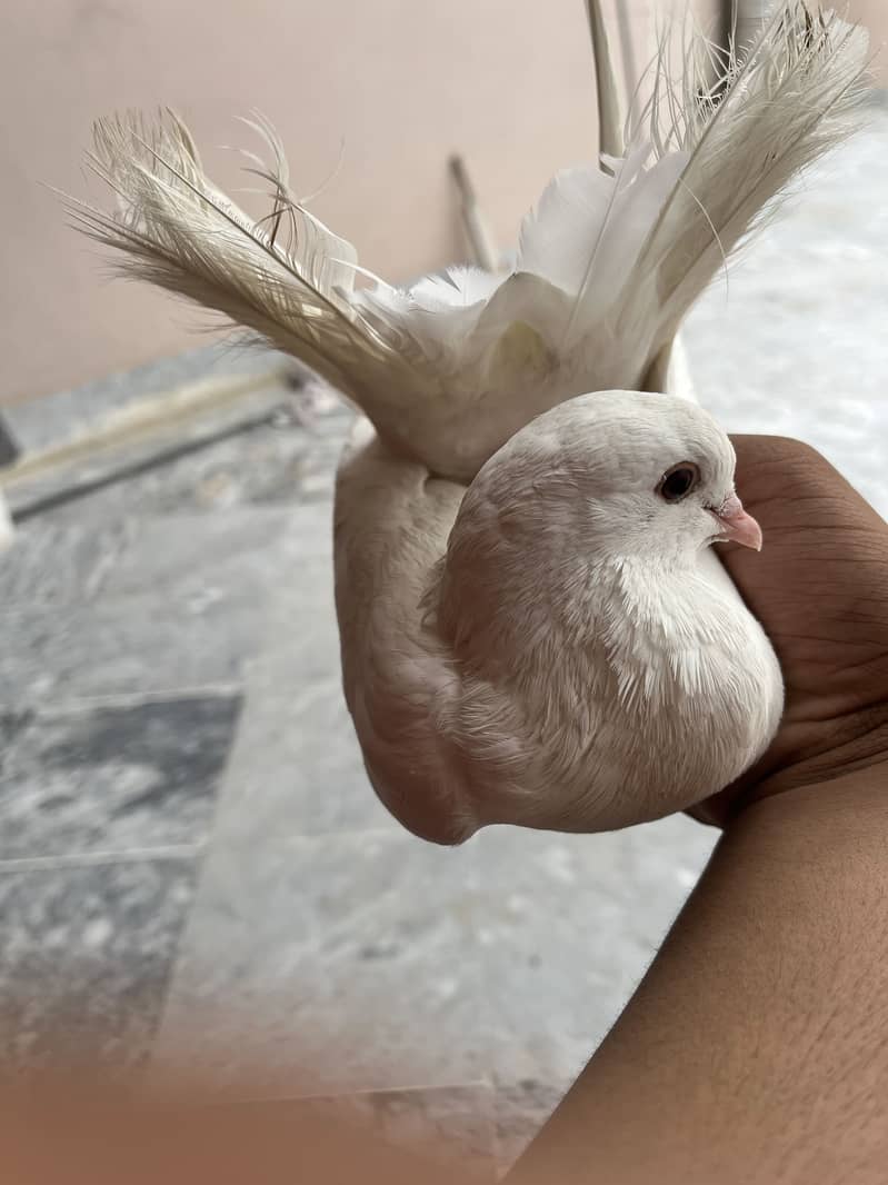 Pigeon 2
